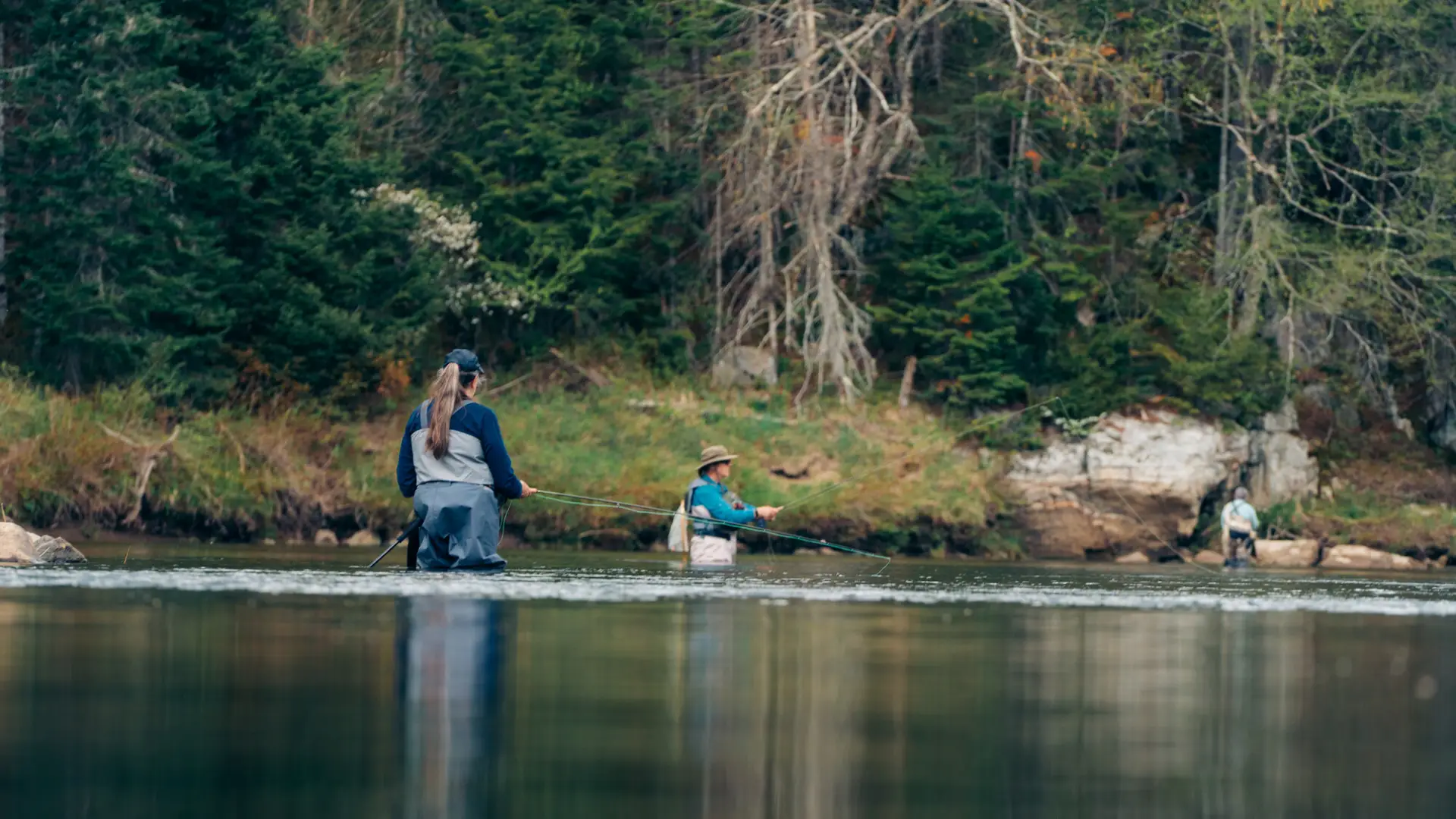 Three fly fishers wade in a calm, forested river, casting their lines across the water's surface as evergreen trees.