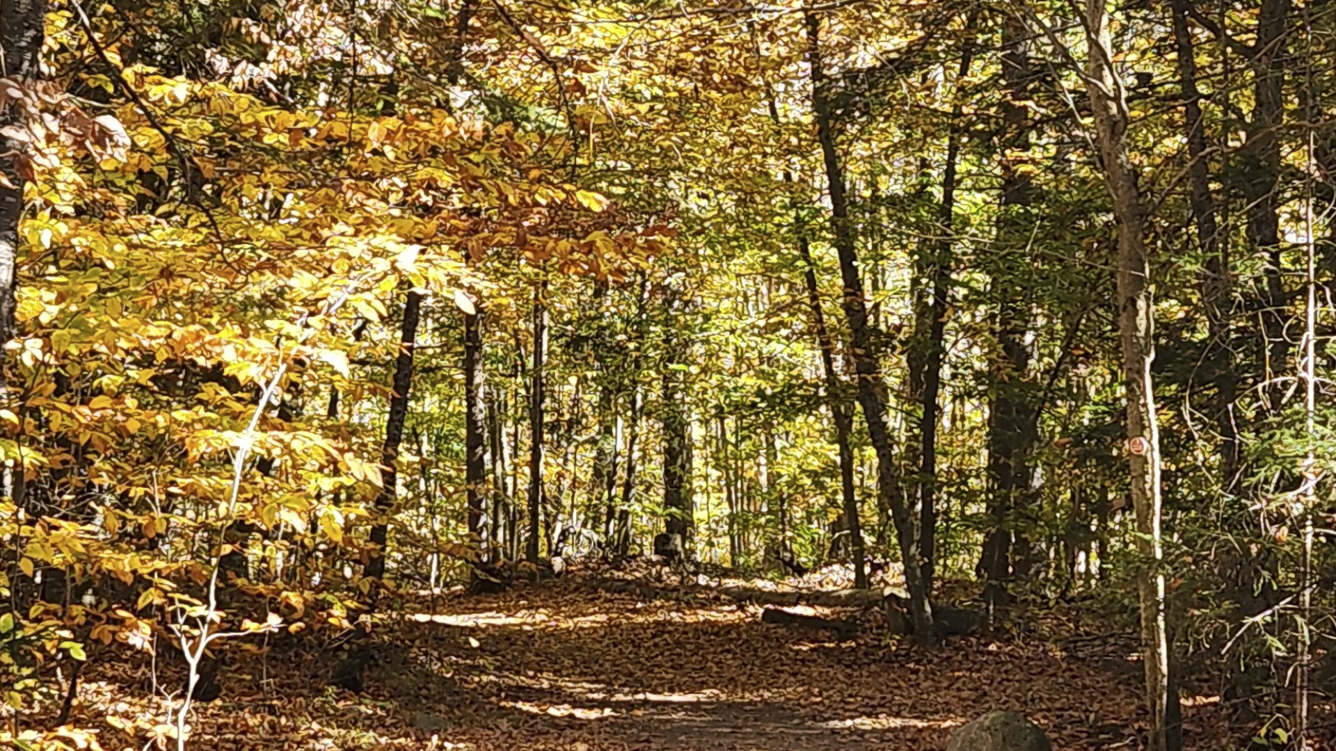 John Brown Farm Hike in the woods in the fall