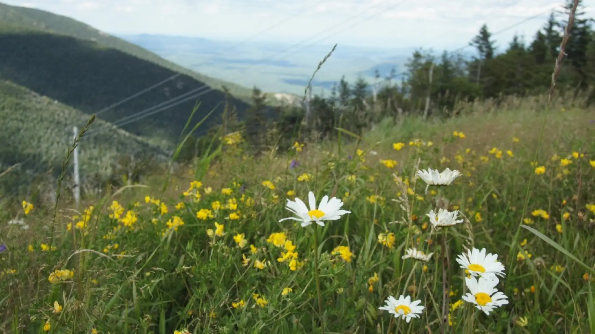 flowers - Little Whiteface