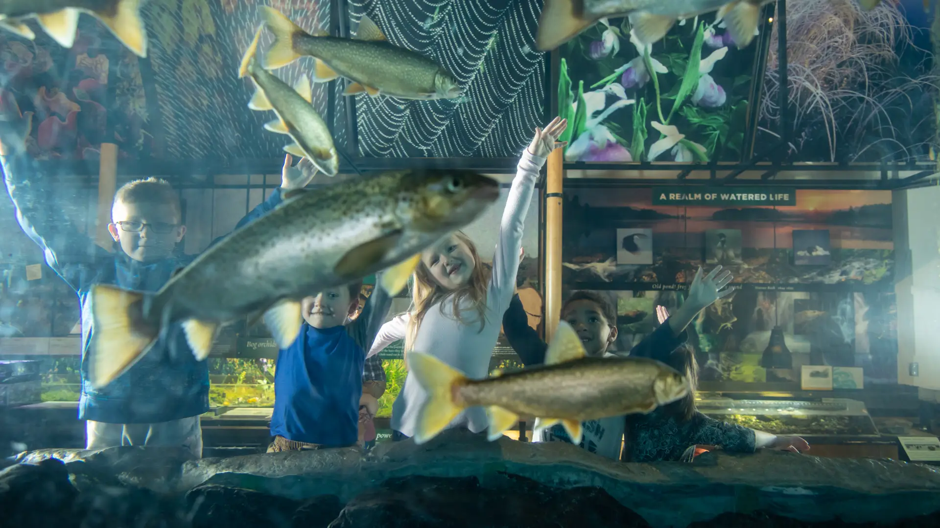 View of children watching a school of fish in an exhibit