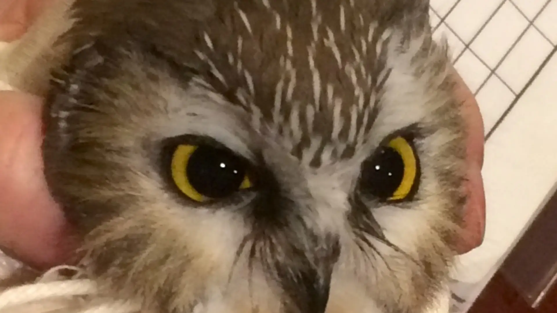 Checking amount of white feathers on Northern Saw-whet Owl