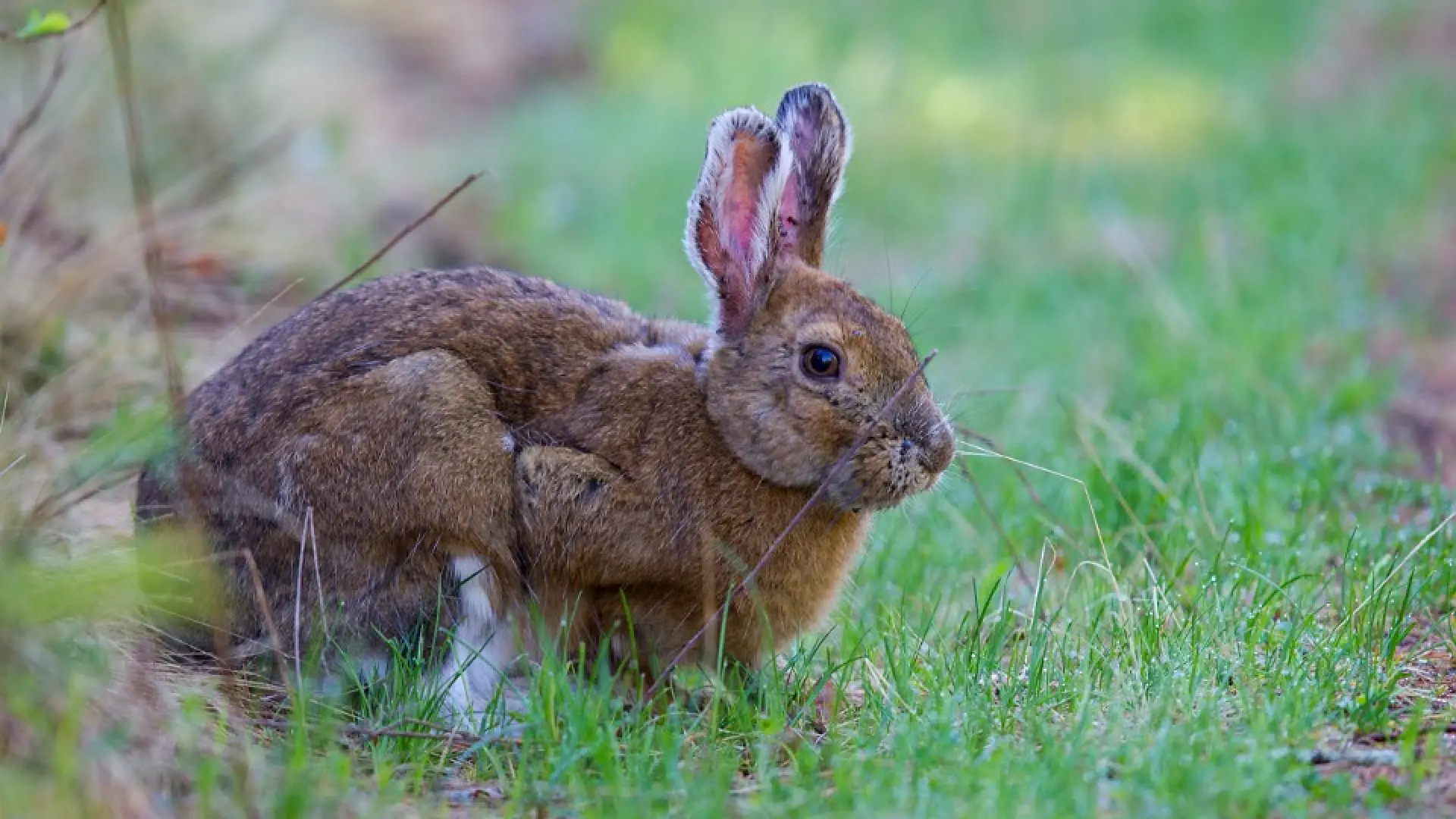 Snowshoe Hares are commonly seen at Intervale on summer mornings. Photo courtesy of www.masterimages.org.