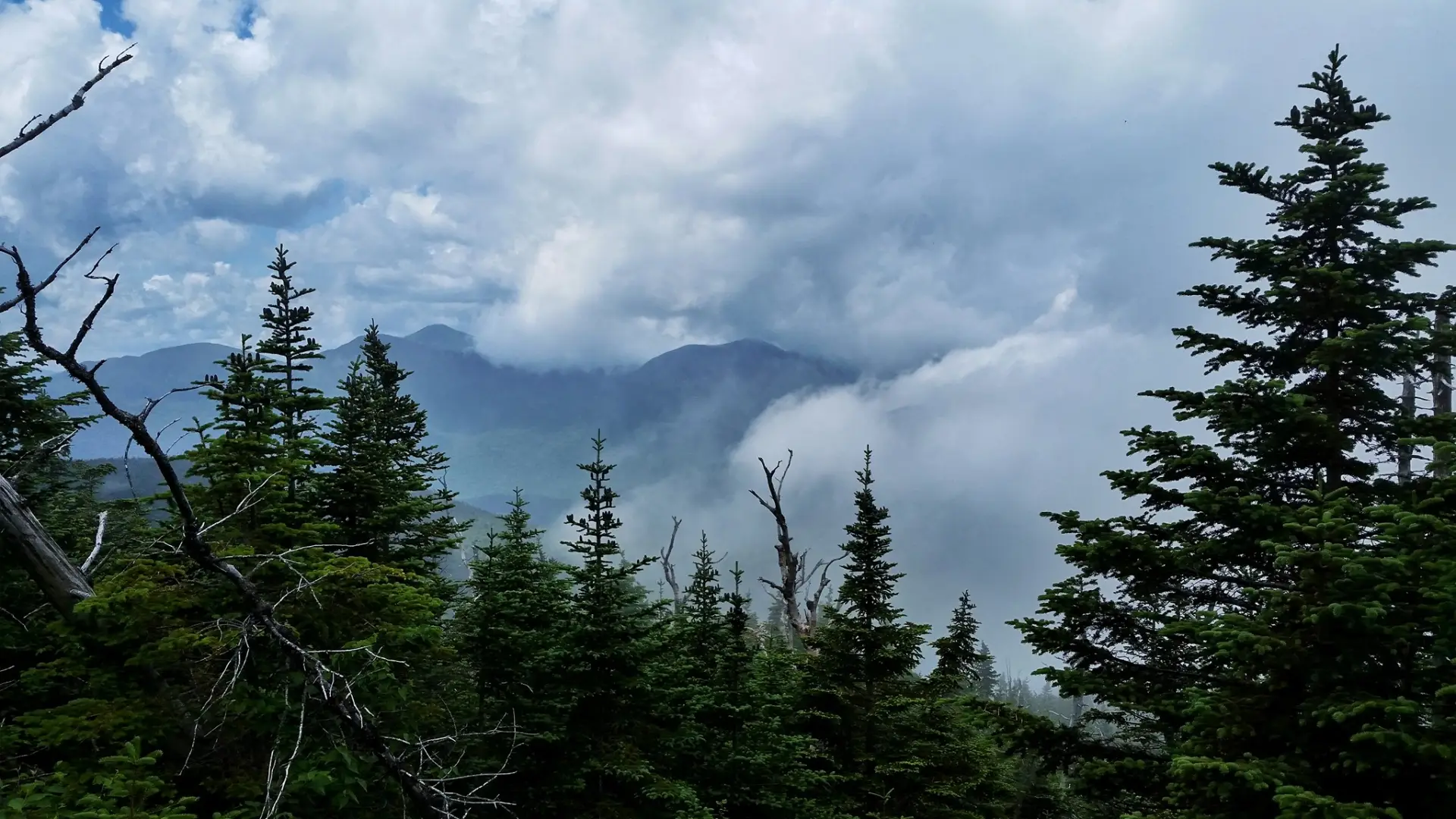 A view through trees of mountains in the clouds