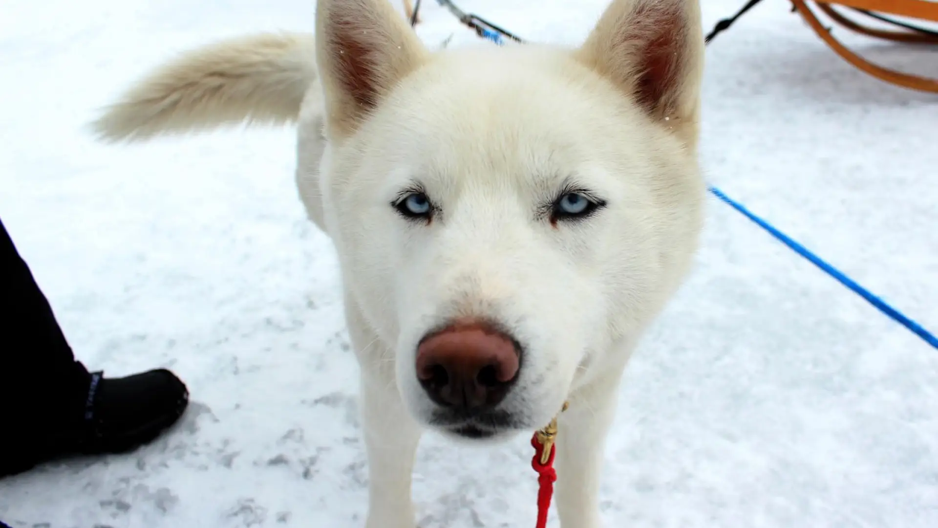 Just look at those baby blues!