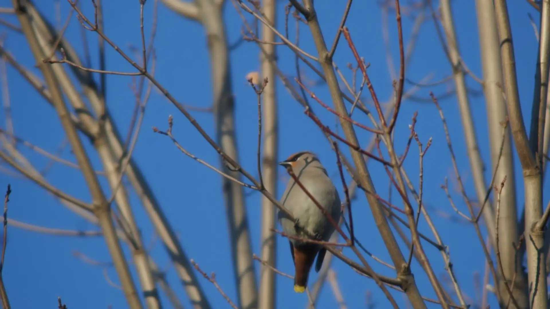 bohemian waxwing - essex