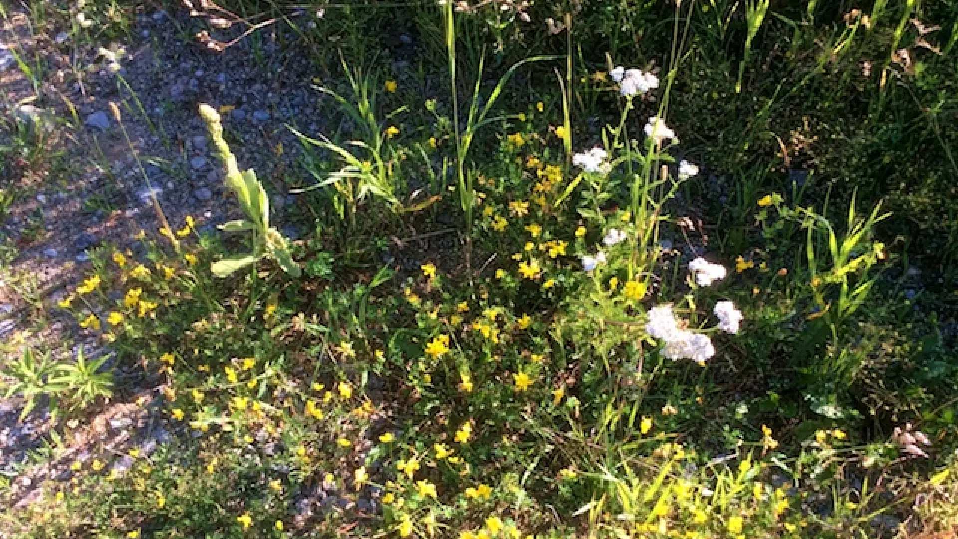 Just in the parkling lot we have patches of many different flowers, some spent and some not yet blooming.