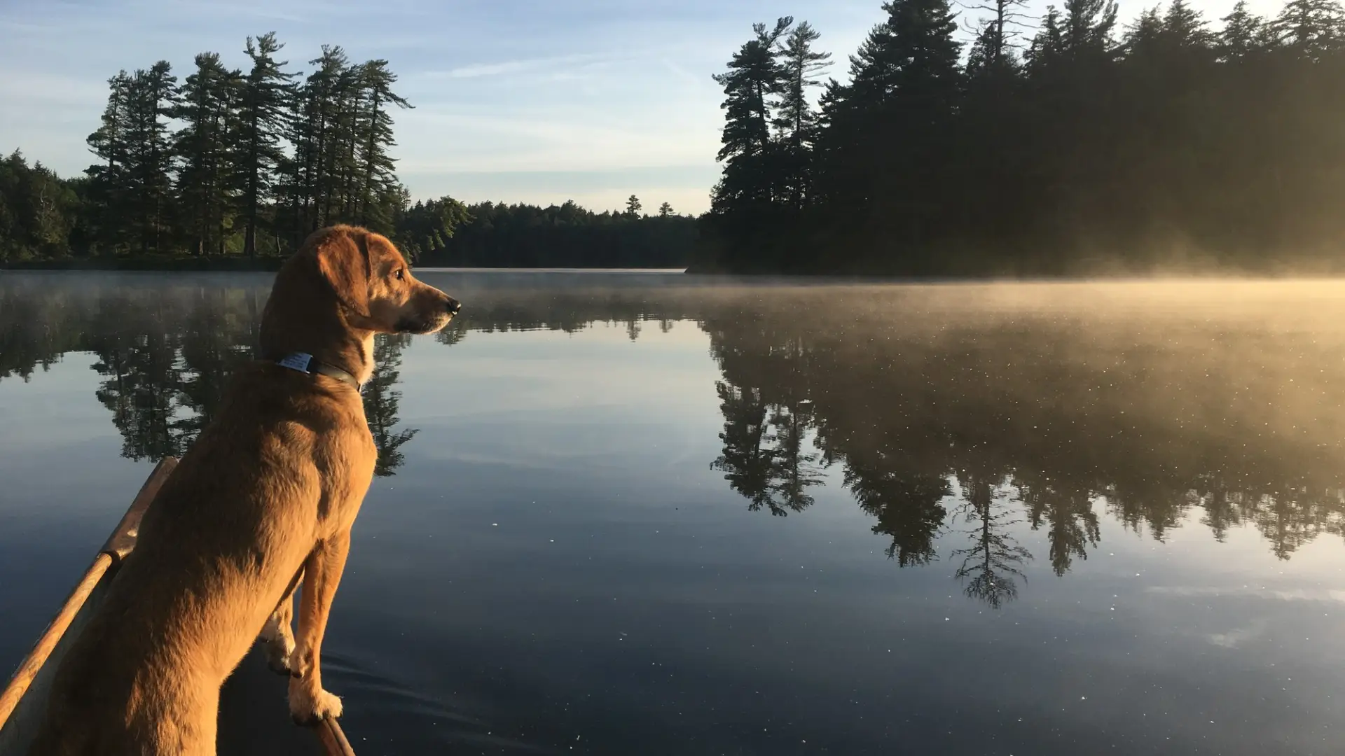 A dog sitting in a canoe on calm waters.