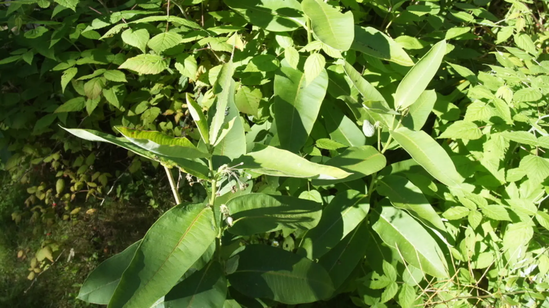 common milkweed