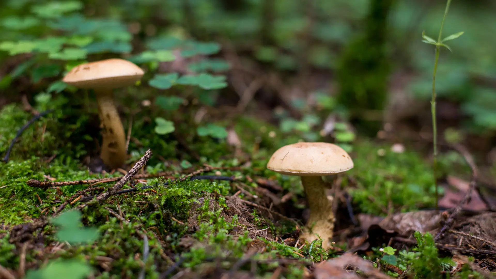 Two off-white mushrooms growing on forest floor amid moss and greenery