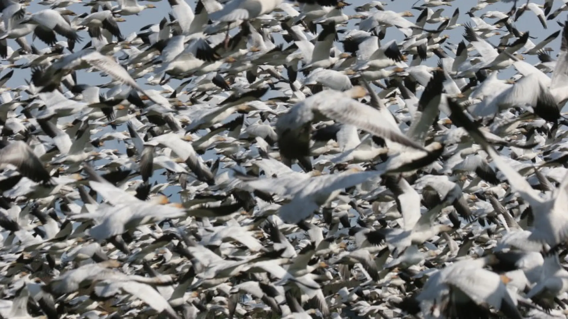Larry Snow Geese 2