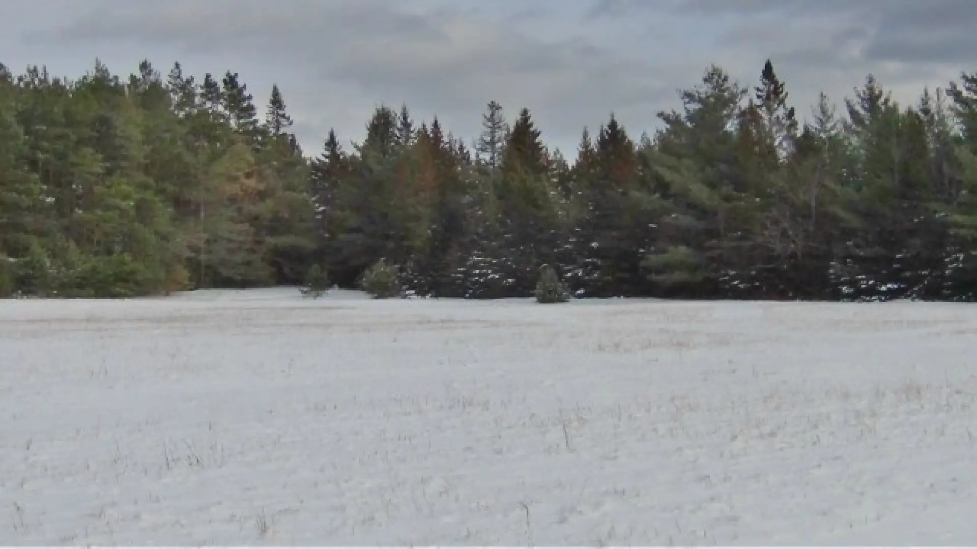Stoic pines and a hard land to till