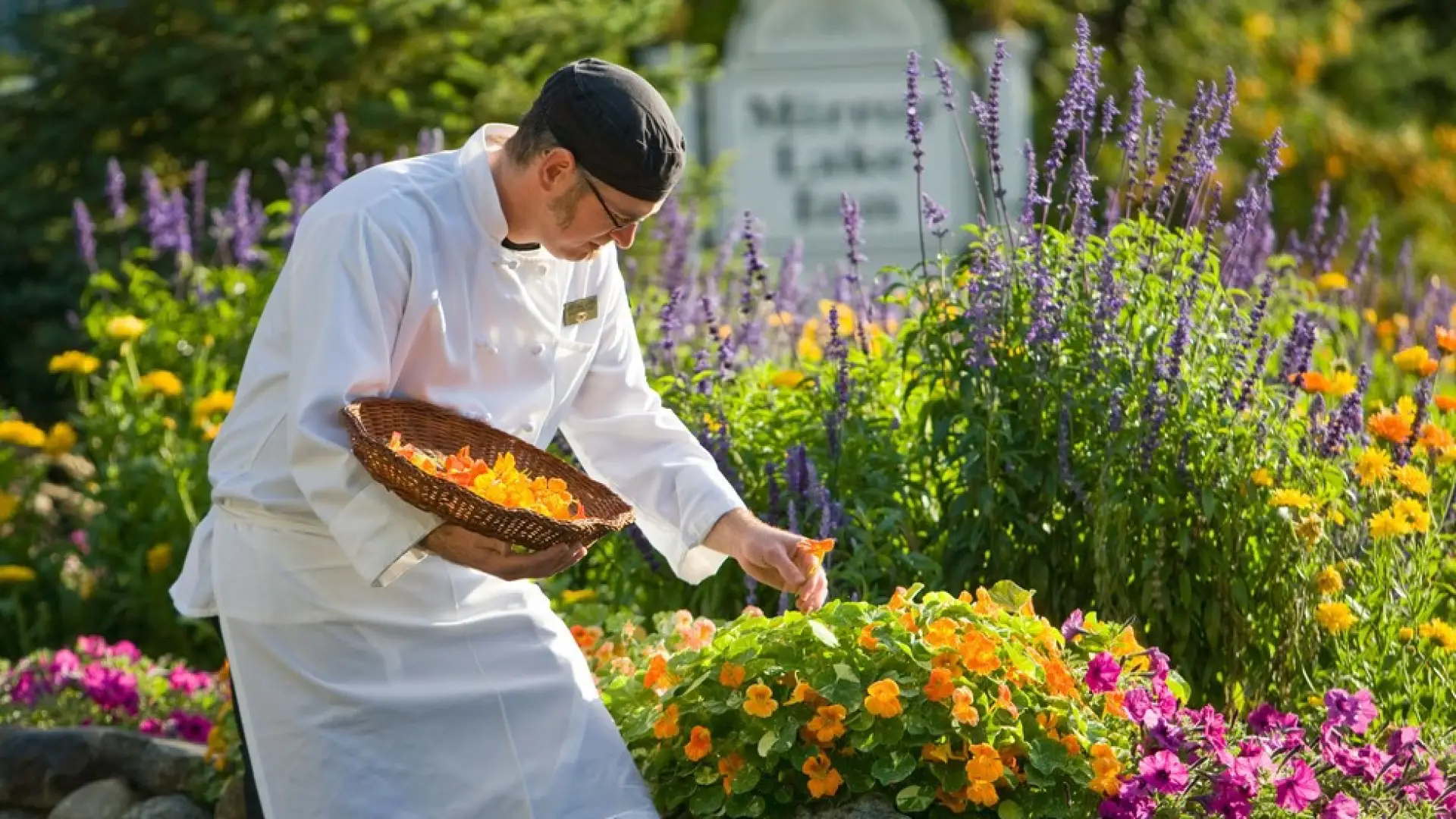 The chef collects nasturtium blooms for use in the seasonal dishes