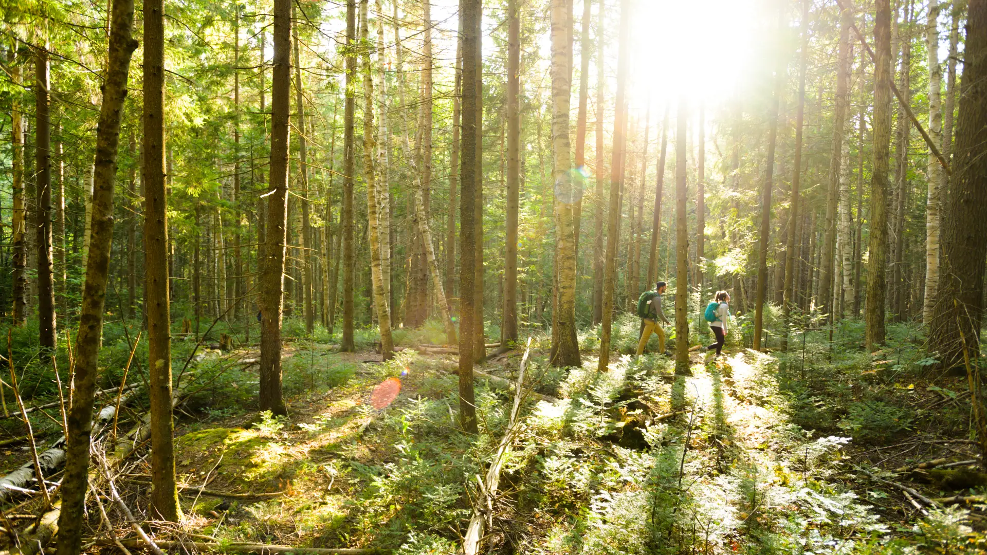 The sun peering through tall pines on a flat portion of the trail to the summit of Haystack Mountain