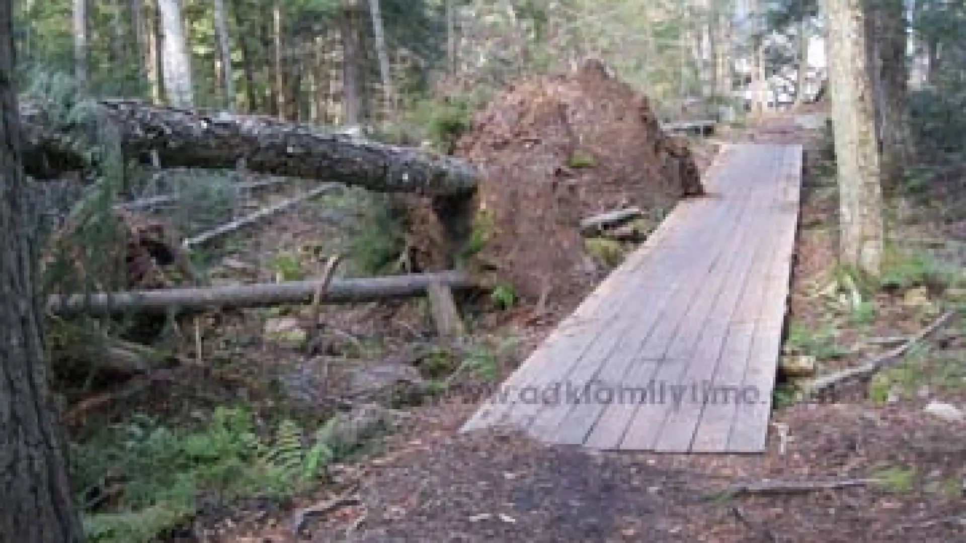Brewster Peninsula Trees Down