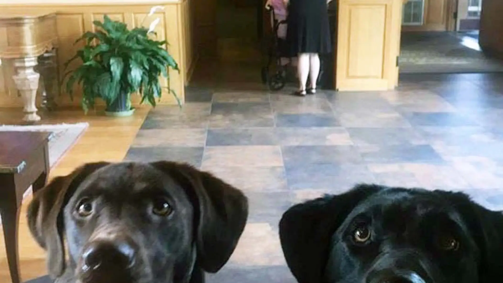 POV of two dogs appearing to check in at the desk at a pet friendly hotel in Lake Placid.