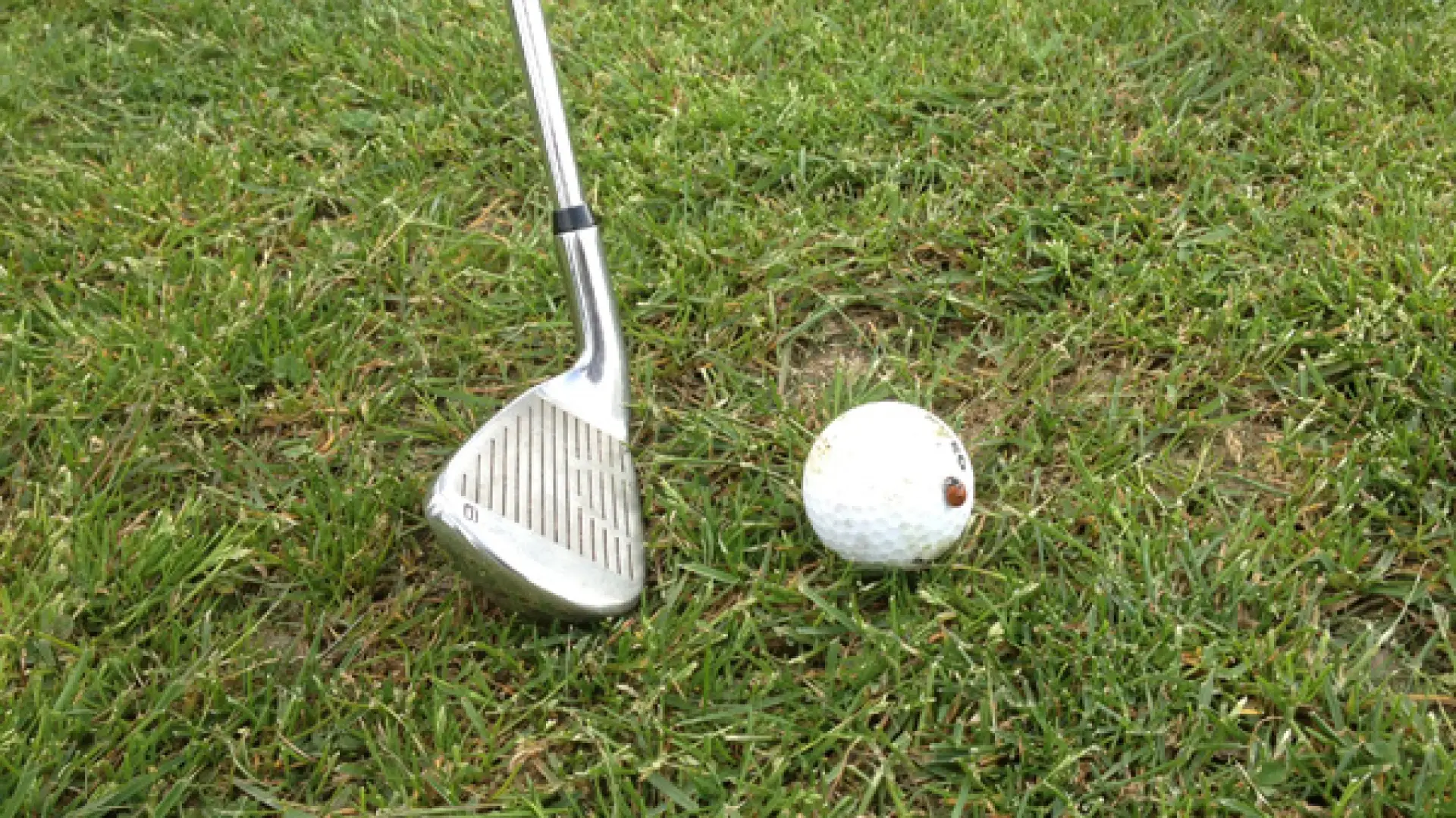 golf ladybug