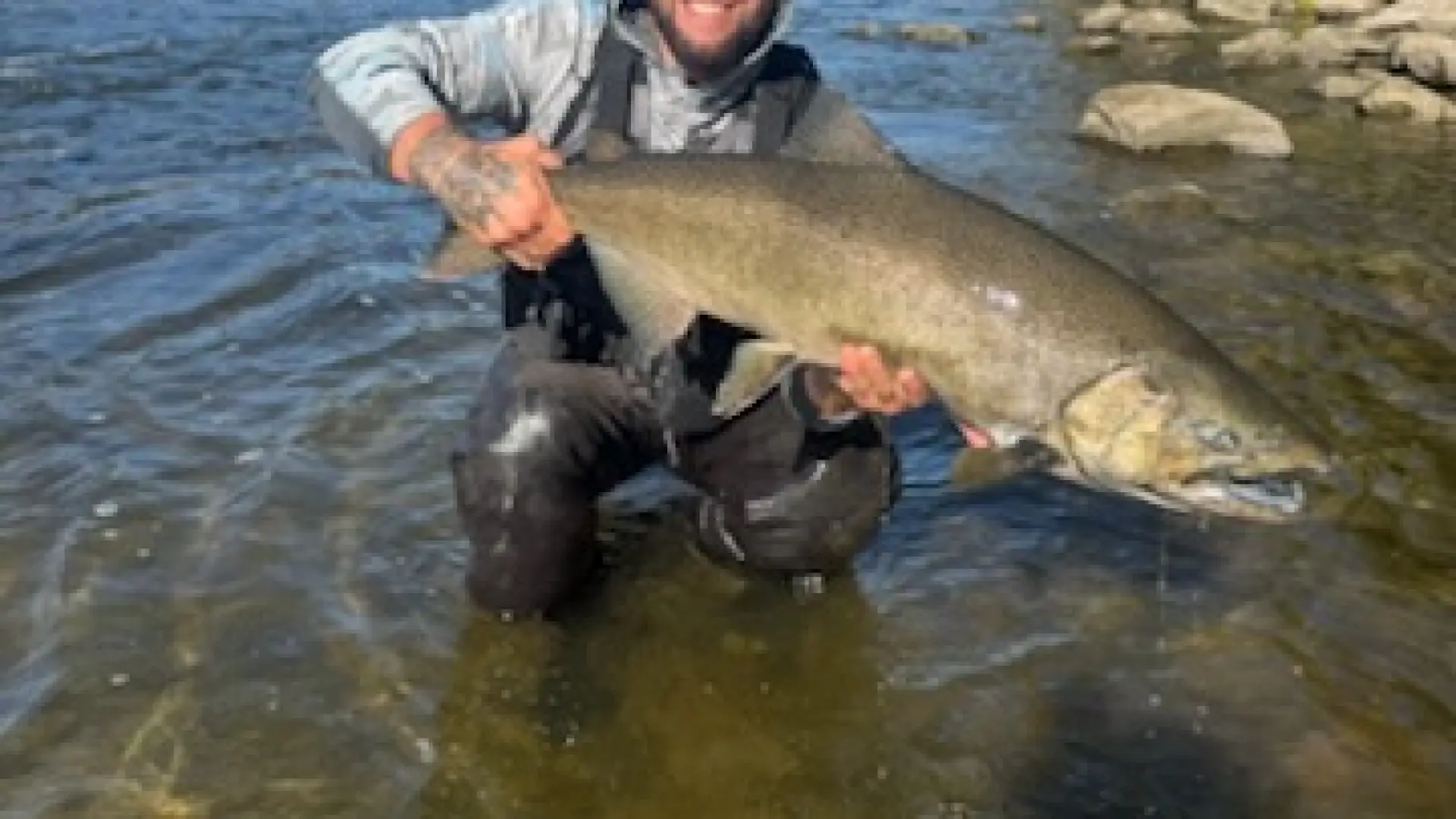 A man in waders holds a huge salmon.