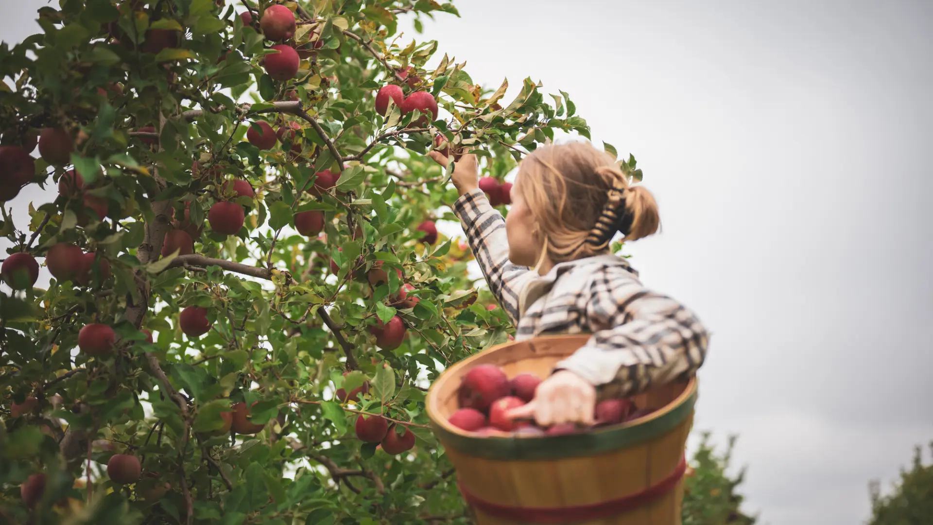 apple picking