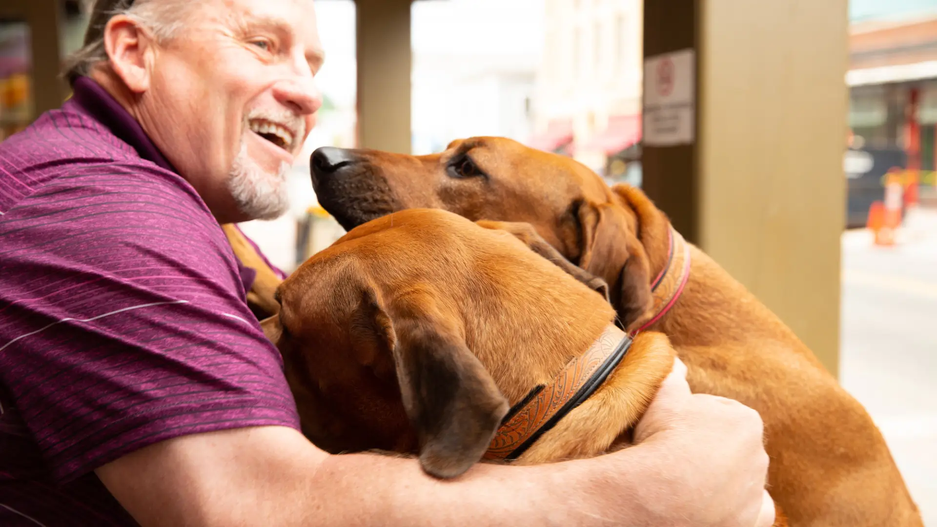 A man playing with two dogs