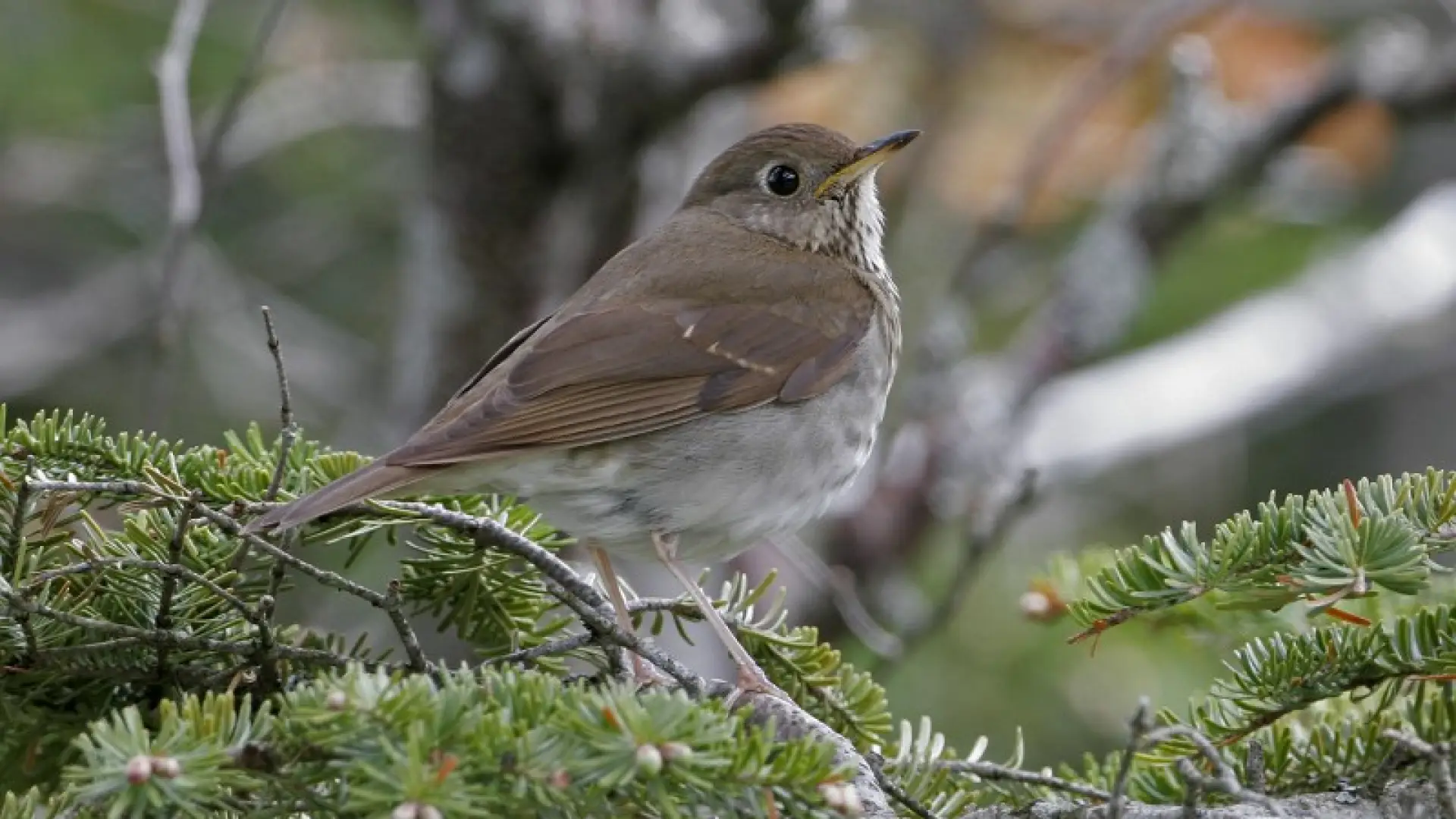 Bicknell's Thrush