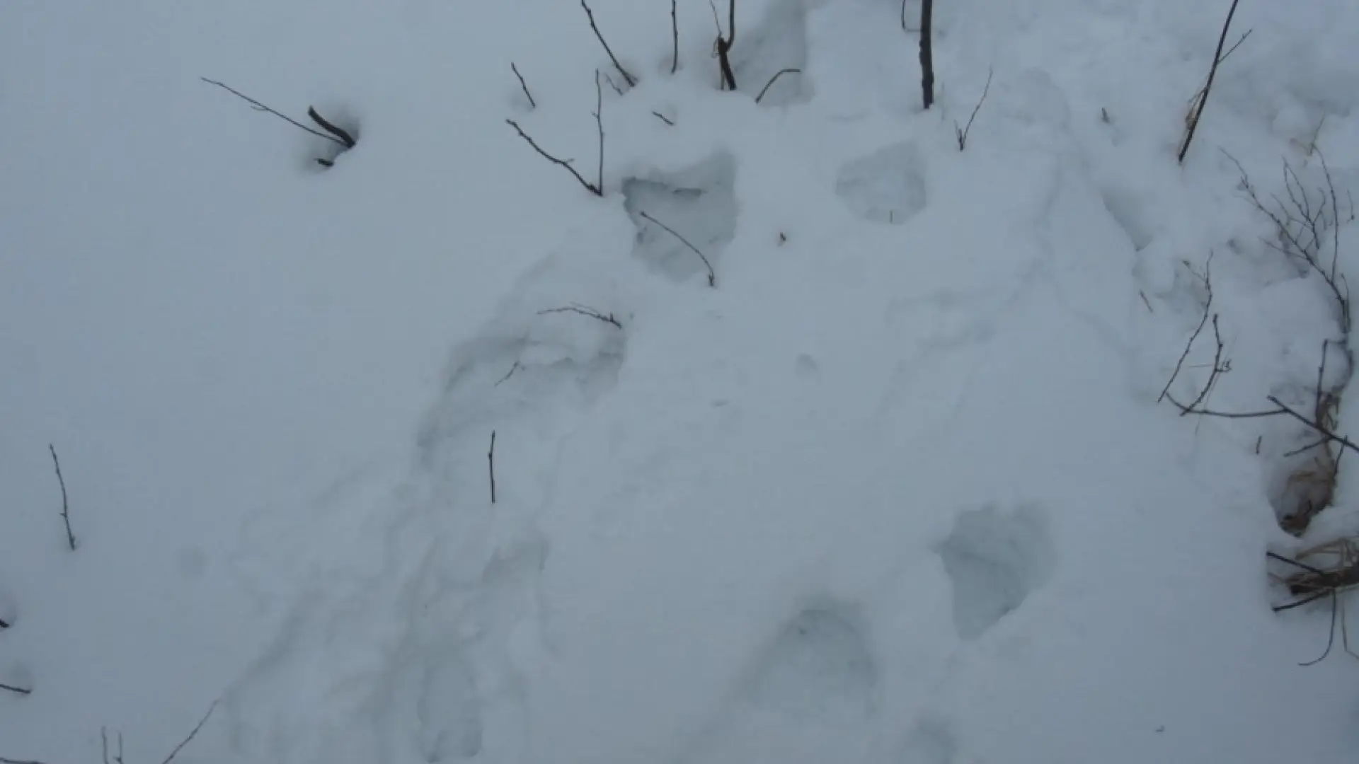 beaver tracks