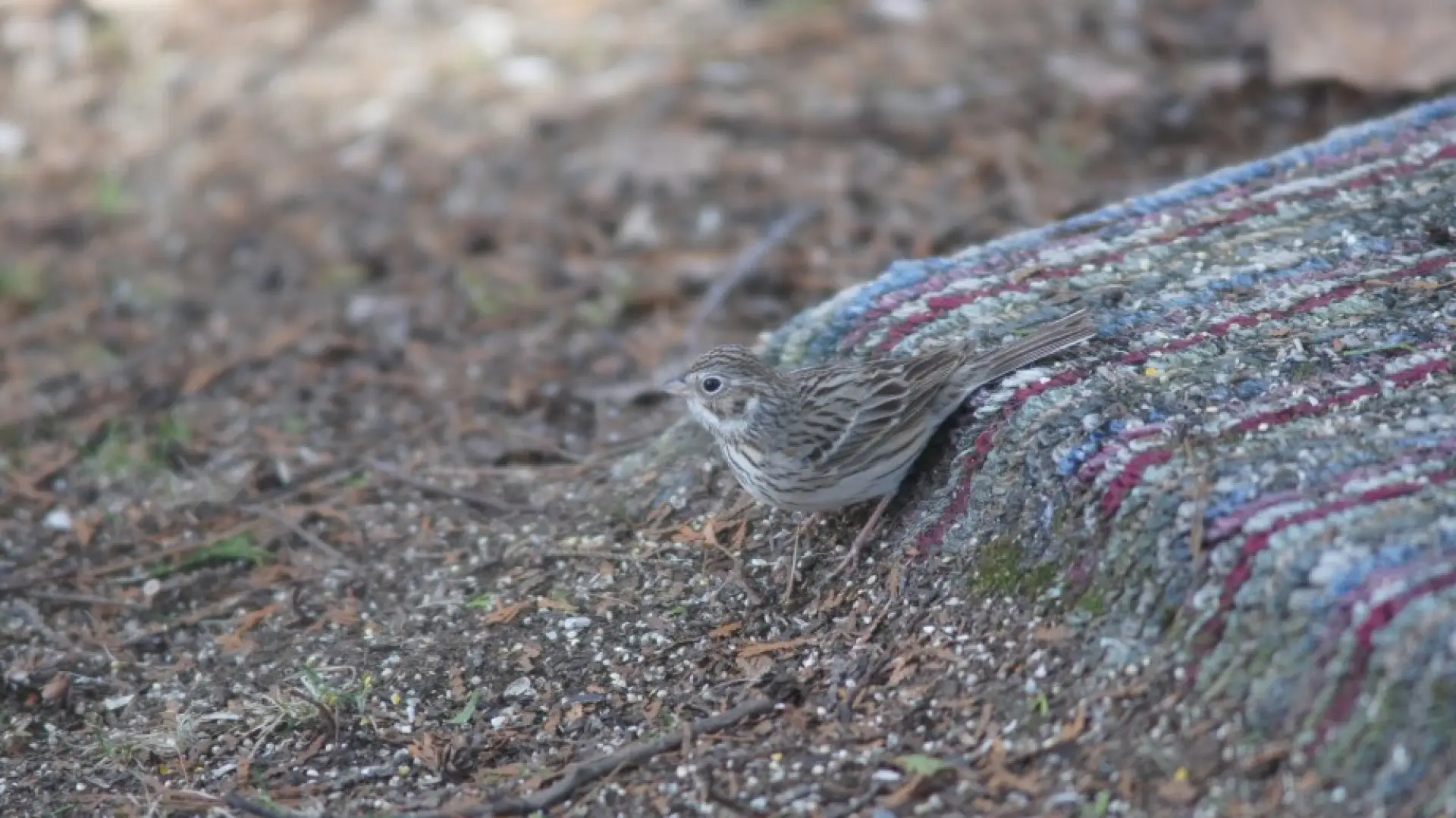 vesper sparrow - yard