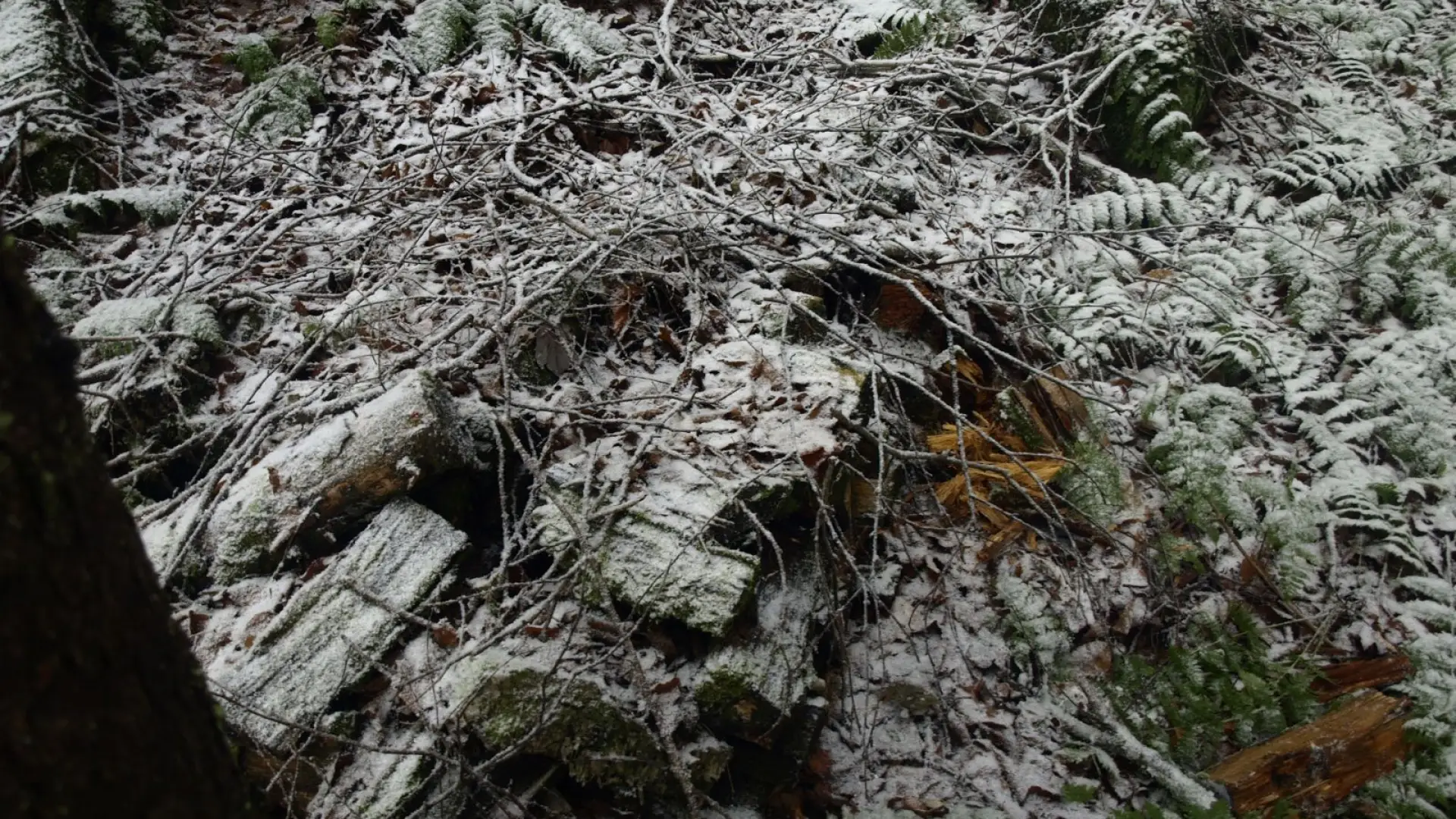 Old wood pile