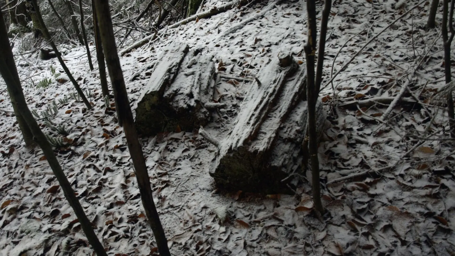 Remnants of an old trail