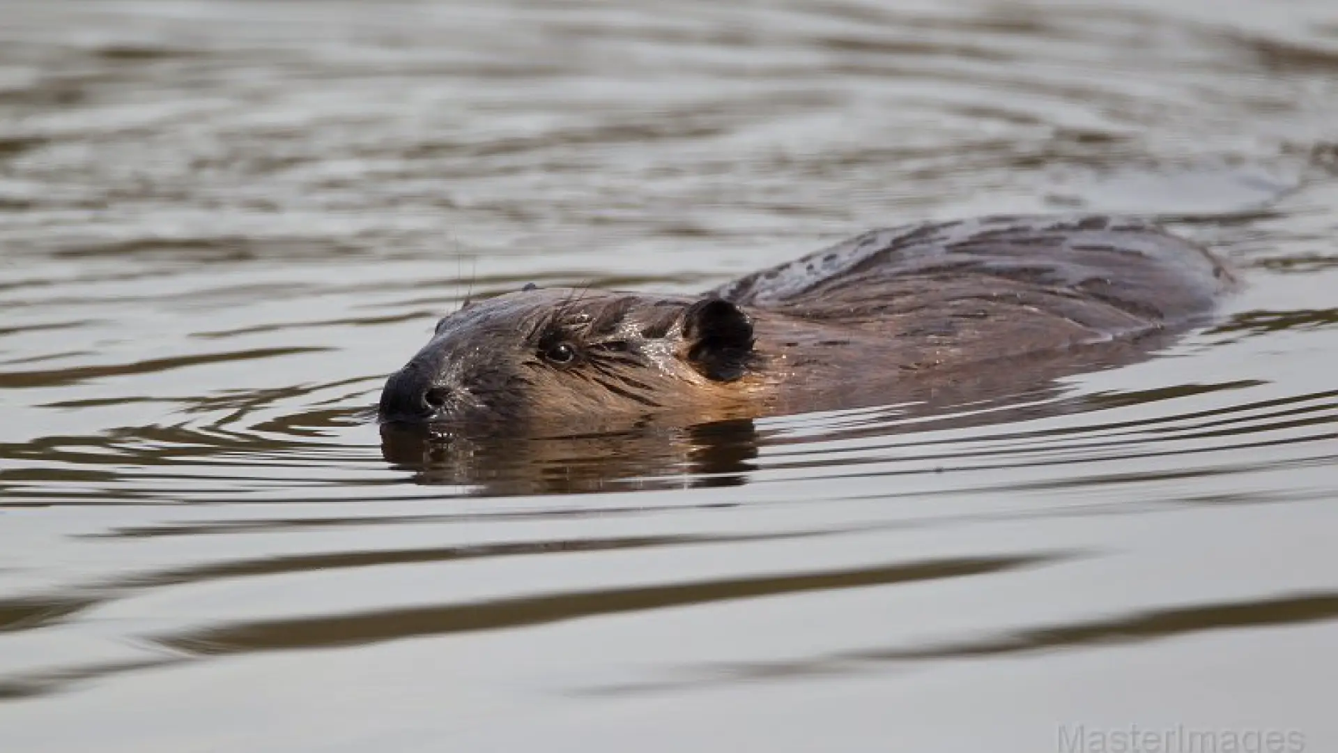 beaver Larry