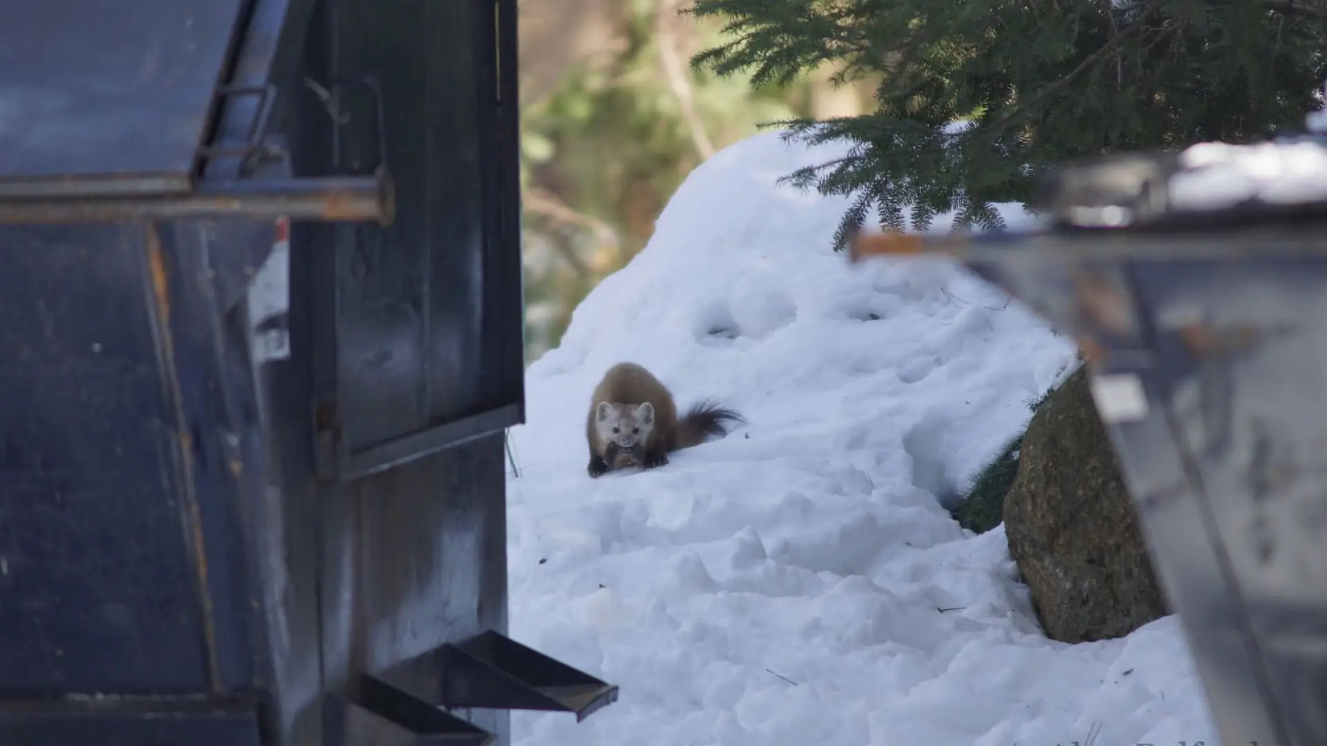This marten caught a short-tailed shrew, a natural food amidst the temptation of less natural options.