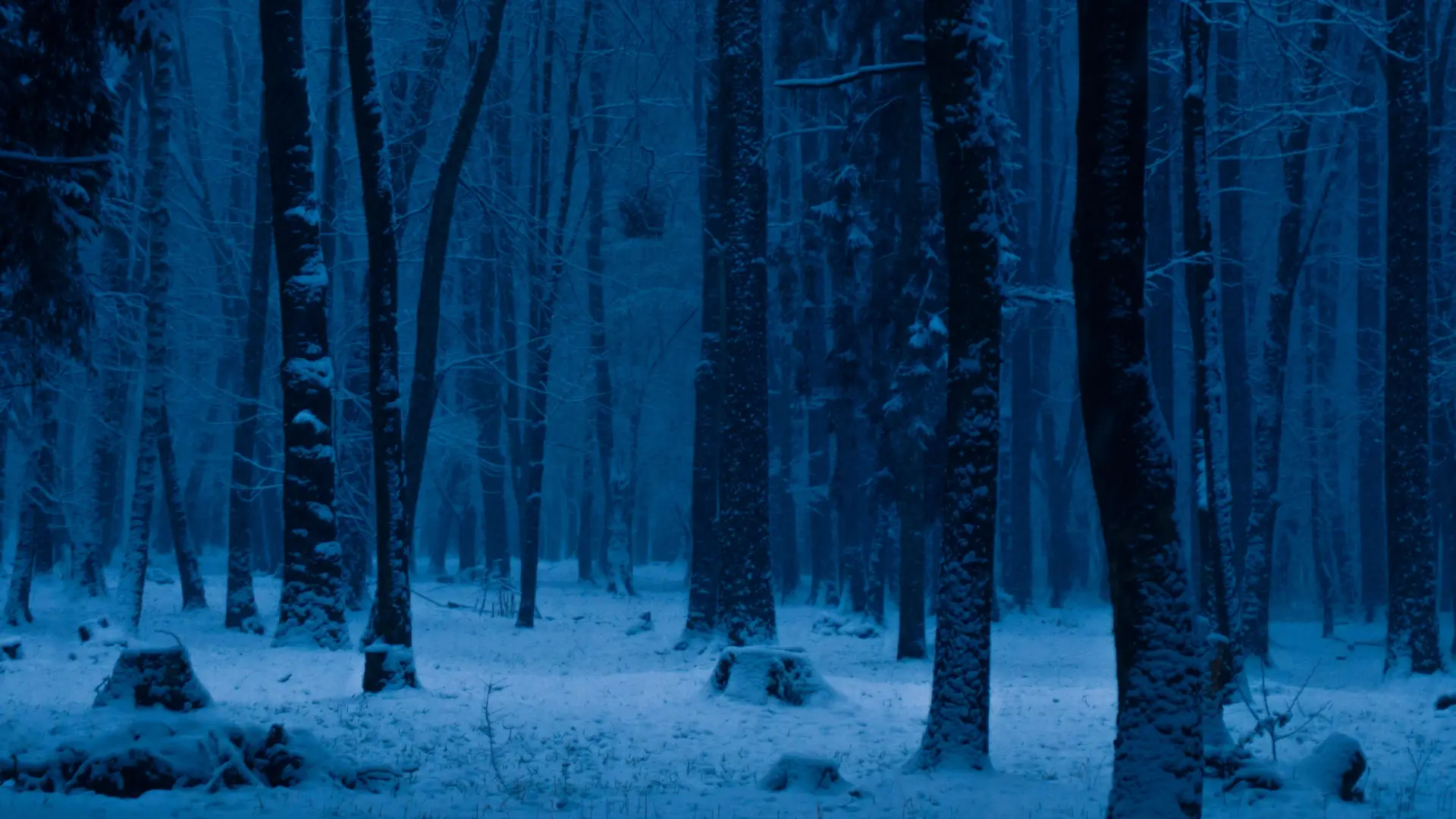 Snowy stand of trees at night with blue-tinted light shining on snow