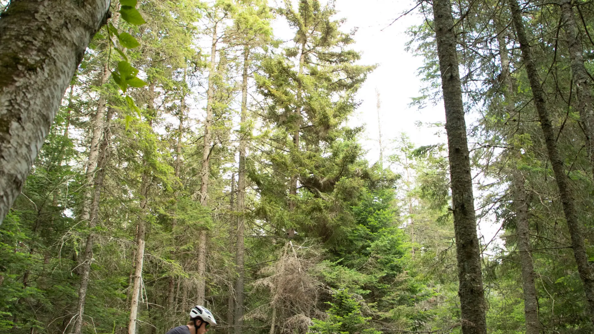 A man rides his mountain bike on a trail through the woods