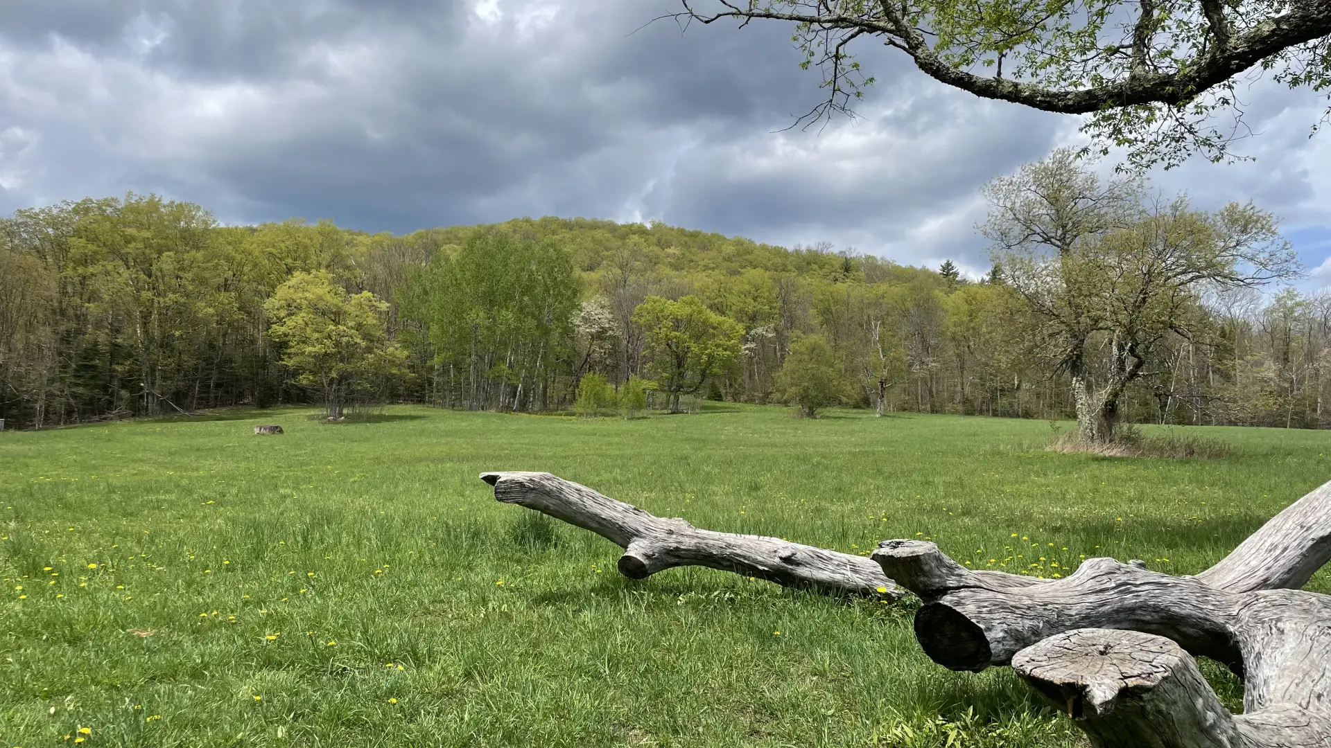 A large fallen log in a grassy field, with a forested hilltop and cloudy sky in the background.
