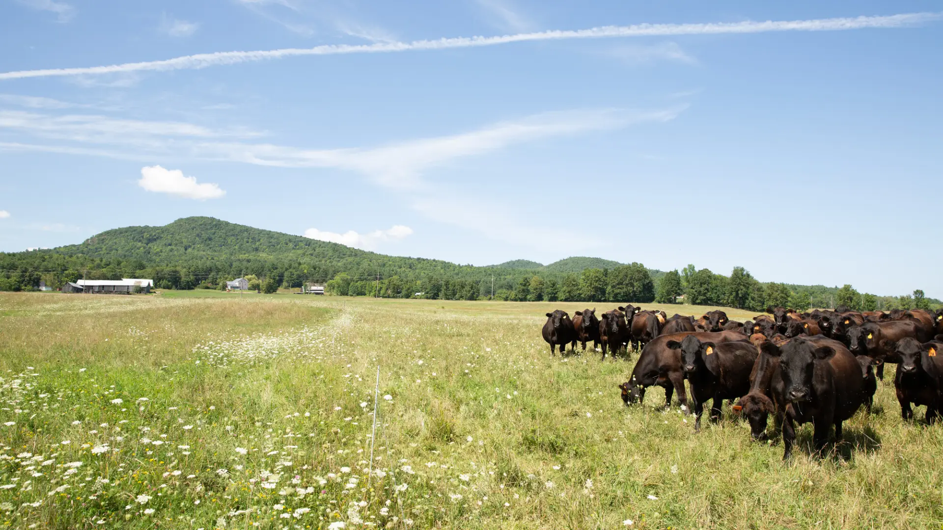 A herd of cattle graze in a green pasture. 