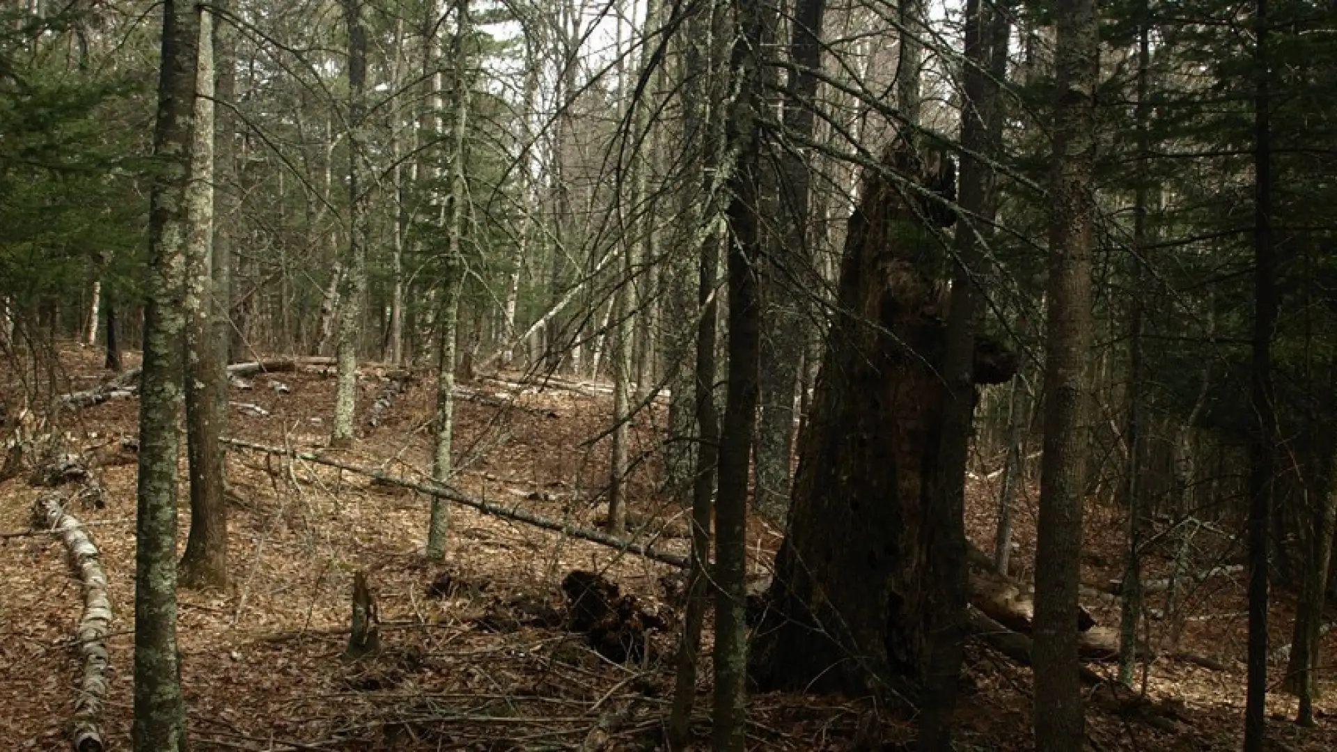 The Ridge Loop is a fine hike for children.