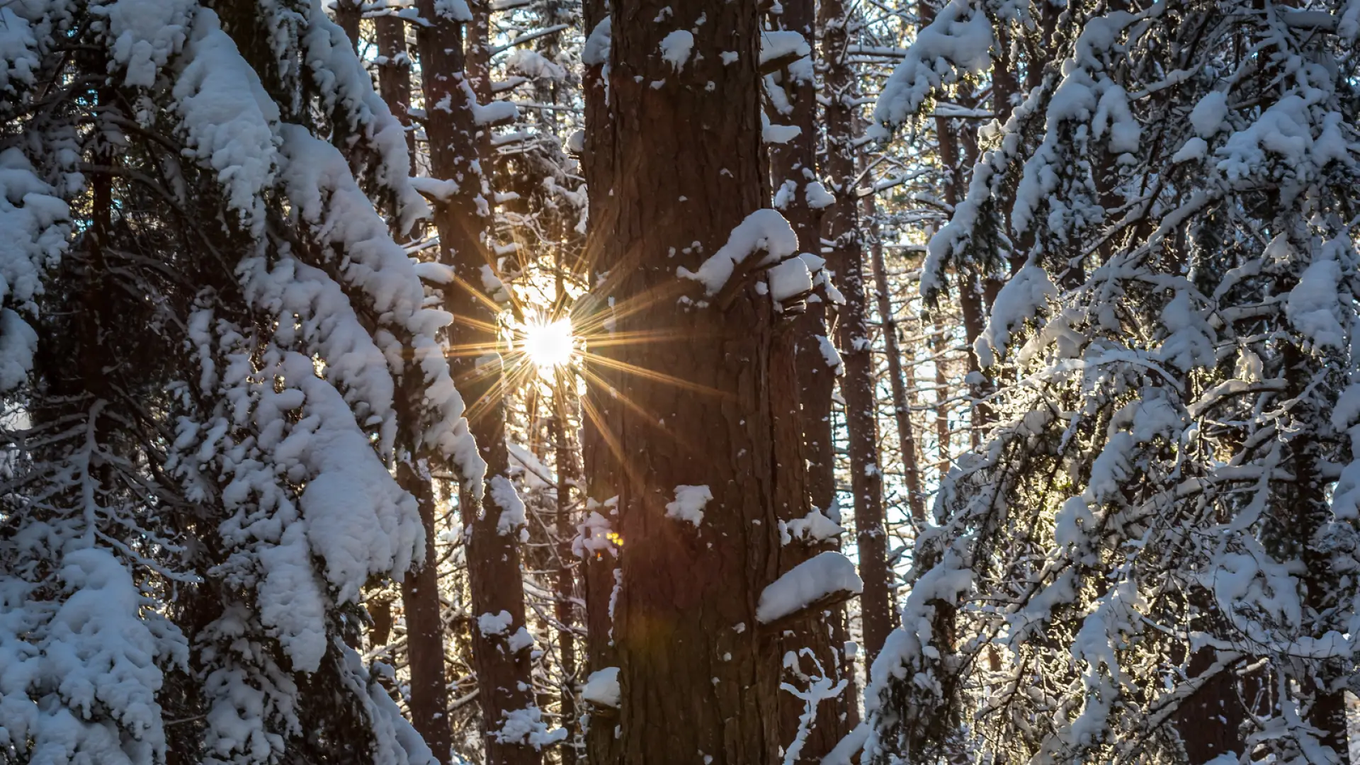 Sunlight shining through snowy pine trees