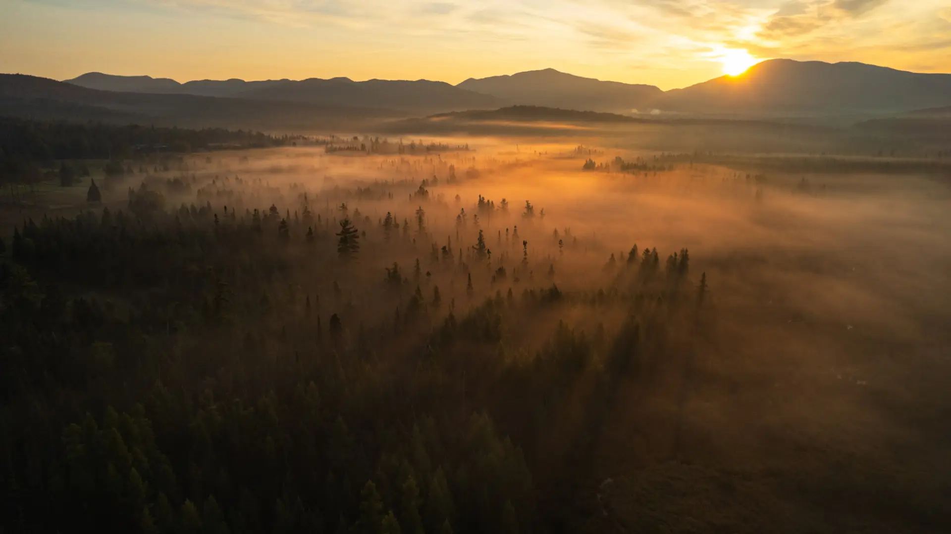 Mist in a meadow and spruce trees