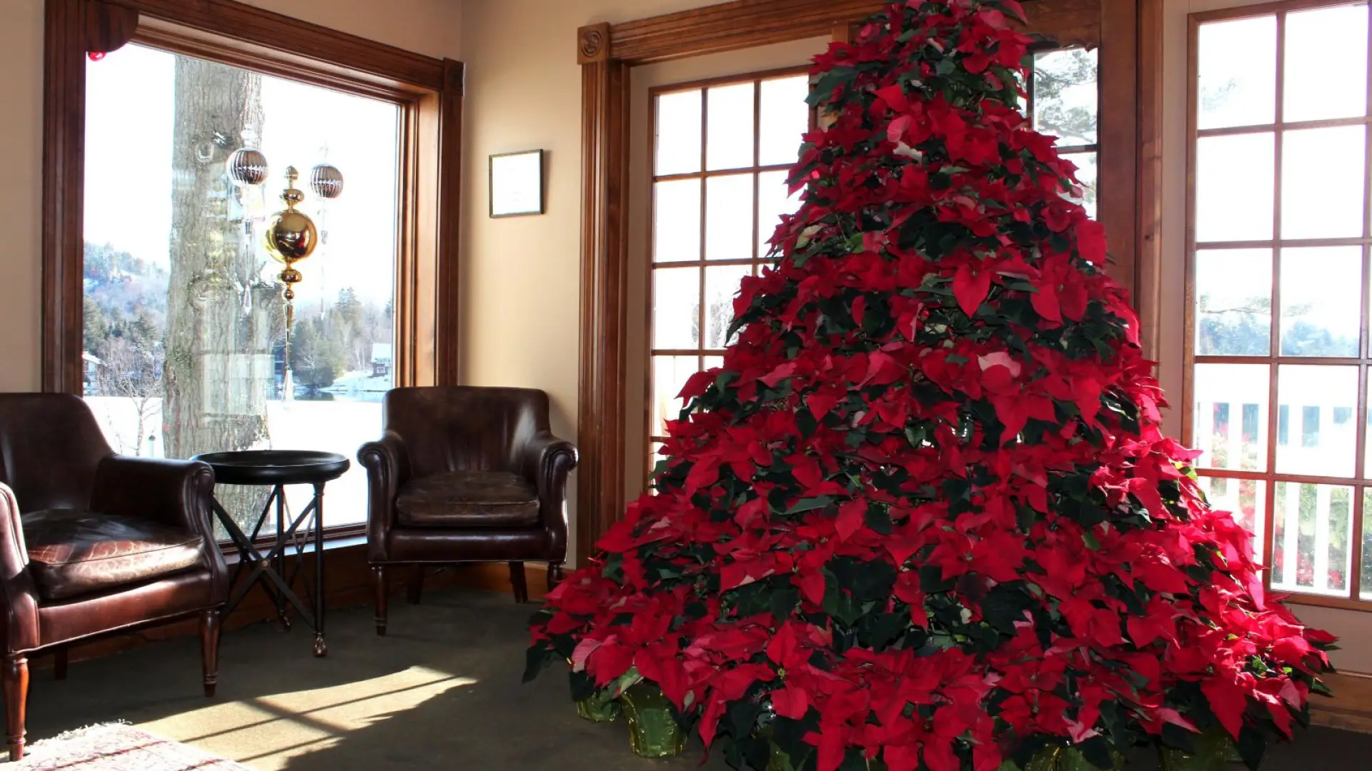 Poinsettias can do incredible things when they put their minds to it.