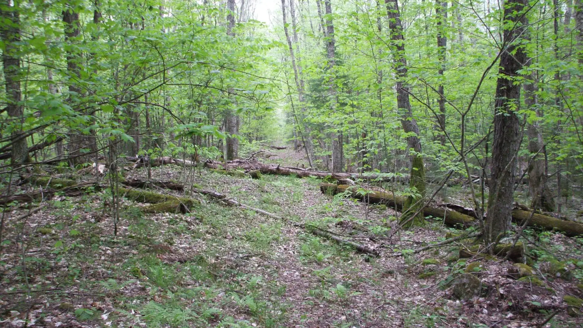 The Dam Trail