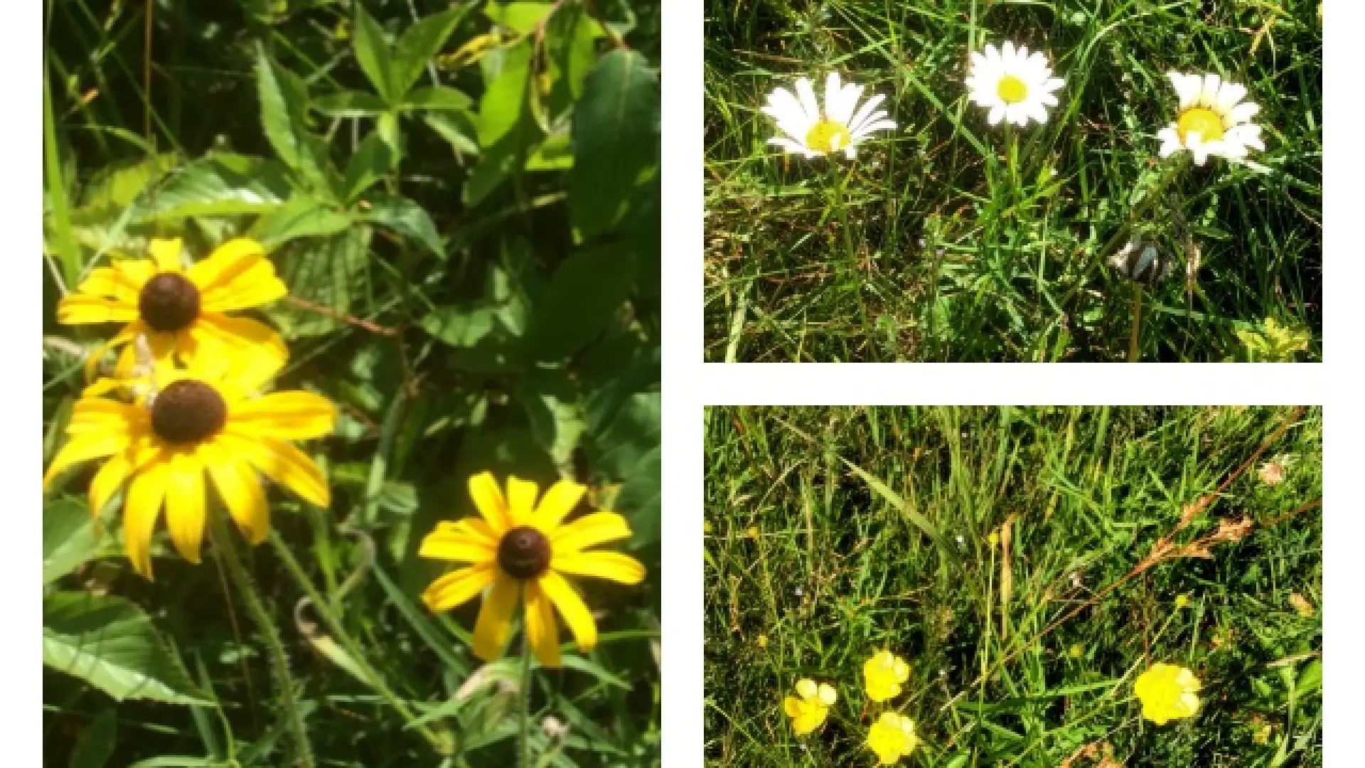 Brown- (or black-) eyed Susans (left), cheerful oxeye daisies (top right), and the classic buttercup (bottom right).