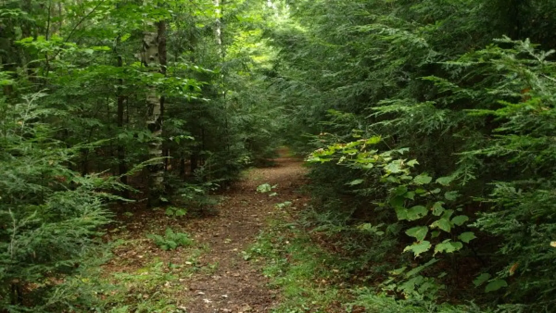 A winding path in the woods leading to two of Lake Placid's swimming holes at Split Rocks Bluffs