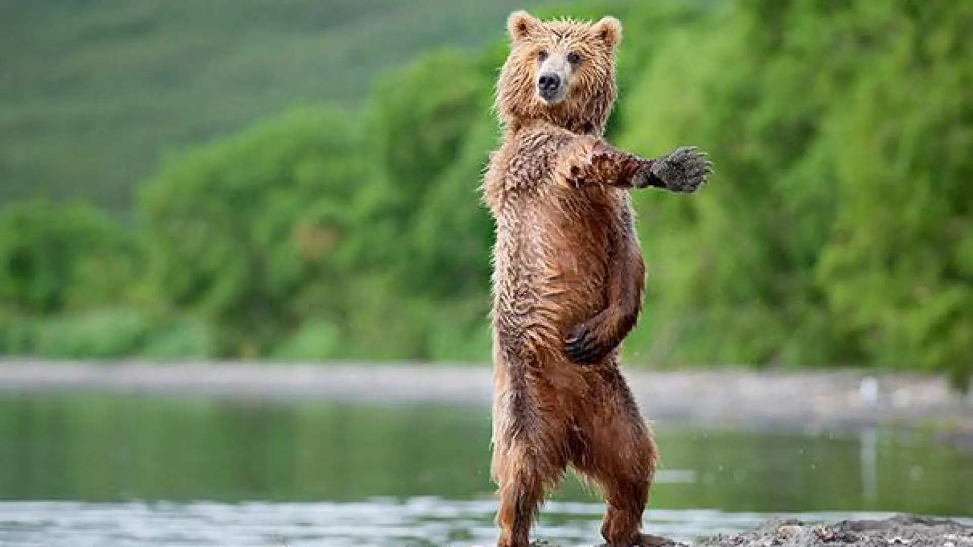Dancing bears at the Dancing Bears?