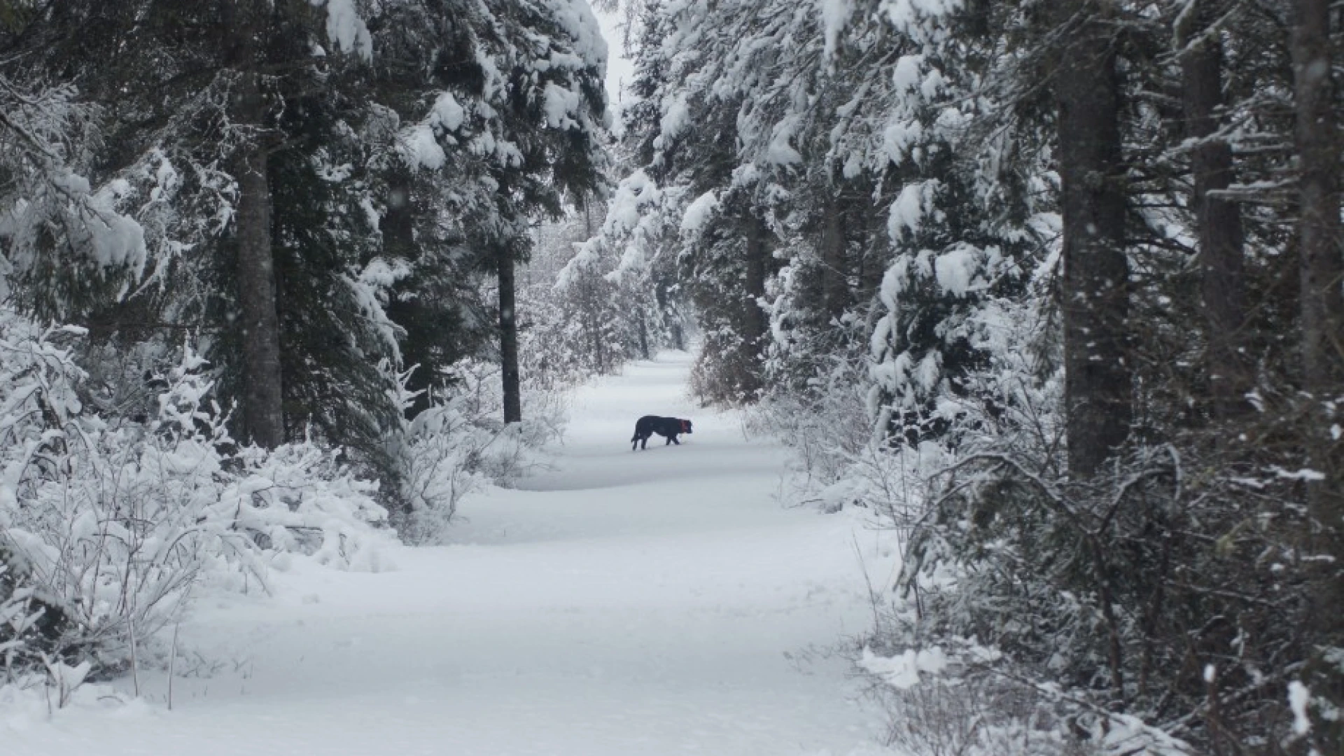 Bloomingdale Bog - Winter