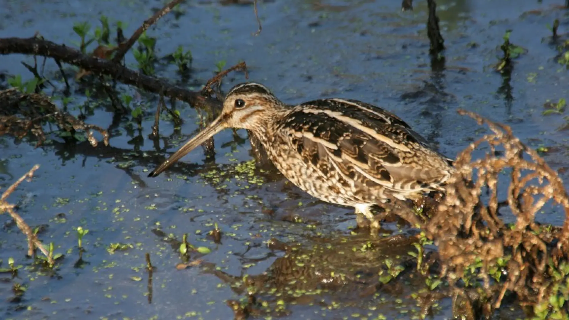 snipe - Larry