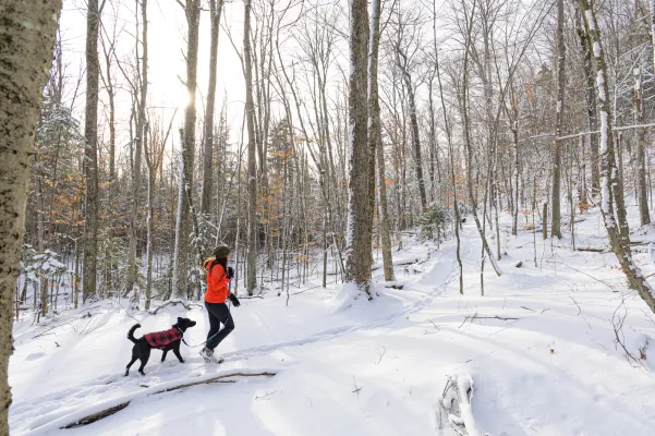 A human and a dog walk a snowy forest path.