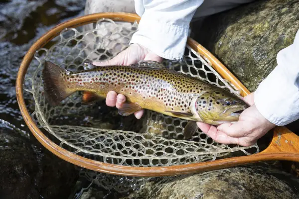 A trout in a fishing net.