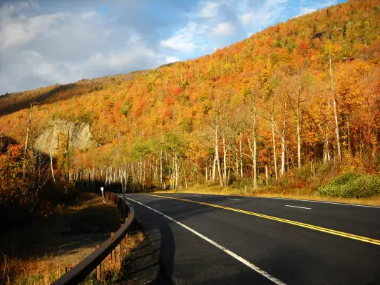 Road among foliage covered leaves. 