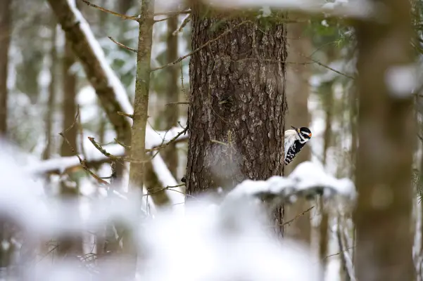 A woodpecker in the winter.