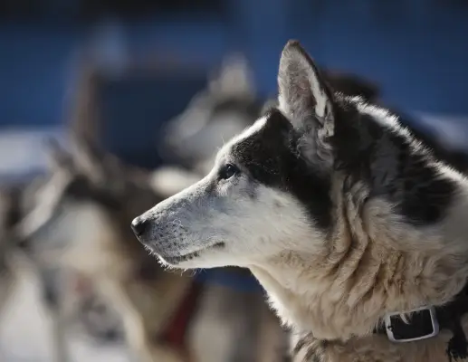 A husky looking away.