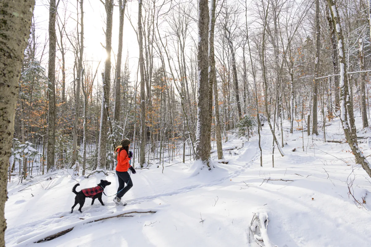 A human and a dog walk a snowy forest path.